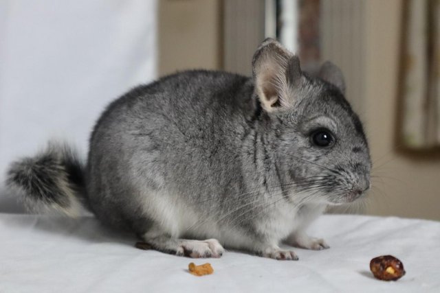 Image 5 of Chinchilla Baby Girl, Standard colour, 3 Months old for sale