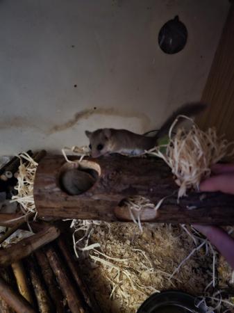 Image 3 of African pygmy dormouse for sale