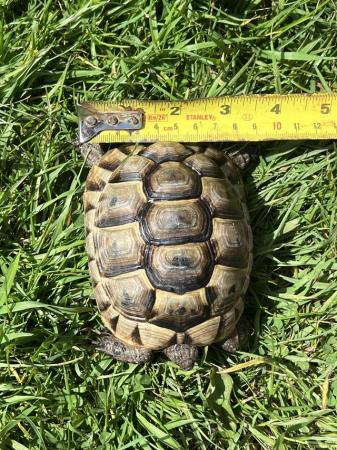 Image 1 of Spur Thighed Tortoise 2021
