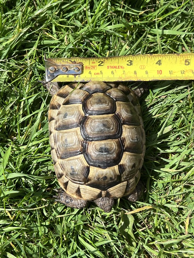 Preview of the first image of Spur Thighed Tortoise 2021.