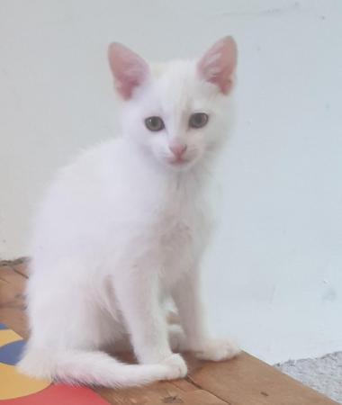 Image 9 of 2 stunning kittens available now one ginger one white