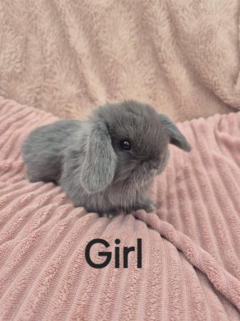 Image 3 of 6 baby mini lops available to reserve