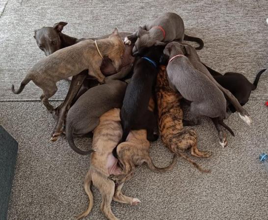 Image 9 of Gorgeous Whippet Puppies For Sale