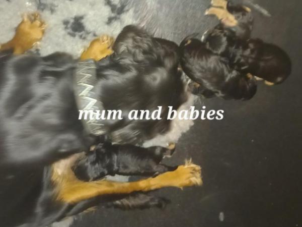 Image 6 of Stunning working cocker spaniel puppies ready soon