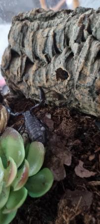 Image 1 of Asian blue forest scorpion