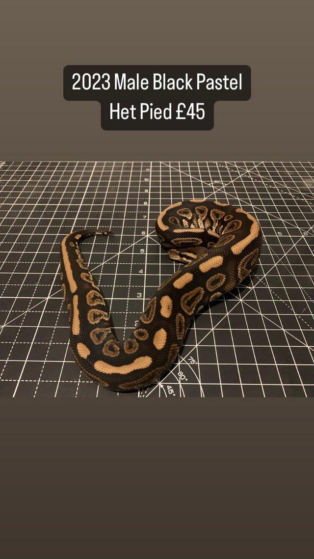 Preview of the first image of 2023 Various Pied Clown Pied Royal Ball Pythons Snake.
