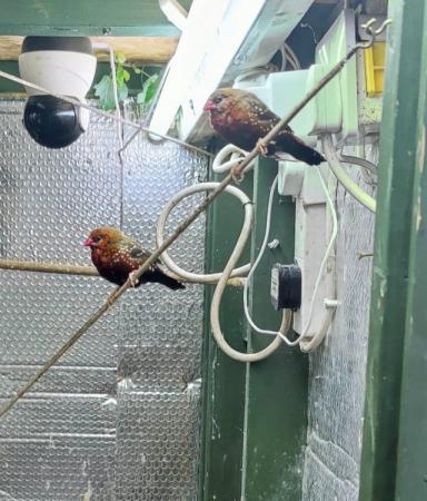 Image 3 of Strawberry Finches - Breeding Pair for sale