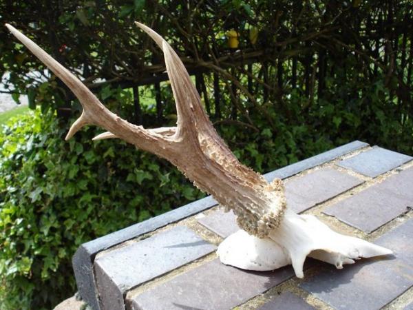 Image 1 of ROEBUCK ANTLERS AND SKULL 5 POINTS