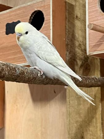 Image 8 of Baby budgies and breeding pairs for sale