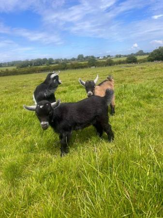 Image 3 of Pygmy Goats For Sale(Ready to leave at the start of August)