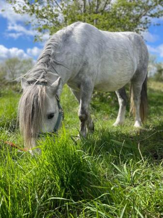 Image 11 of 5*Home Found Other Rescue Ponies Available 4 Full Re-Homing.