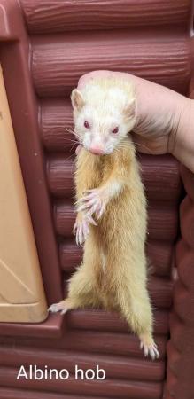 Image 4 of 1-2 year old hobs and Jill’s ferret available