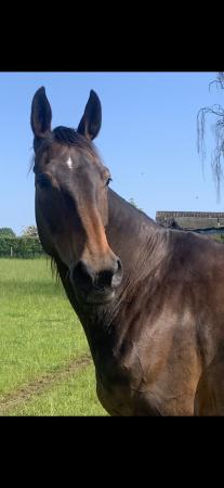 Image 1 of Part Loan 16.3 gelding to remain on present yard