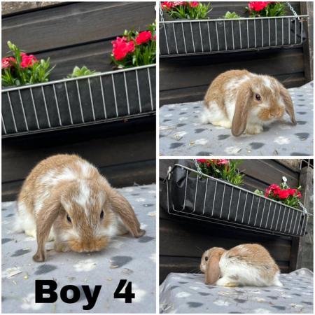 Image 4 of Baby mini lop bunnies for sale £30-£40