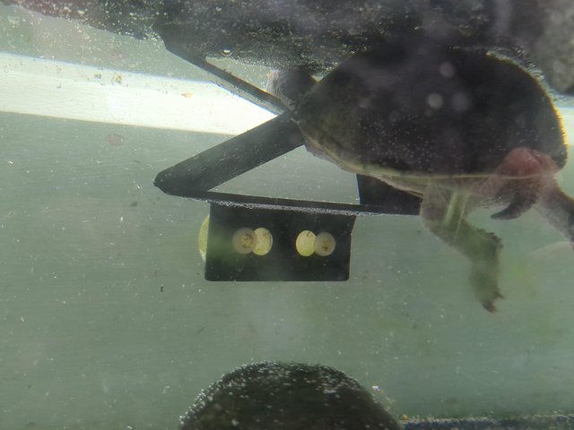 Preview of the first image of Musk turtles with tank and filter.