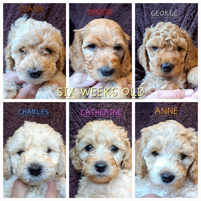 Preview of the first image of Gorgeous Cockapoo puppies.