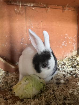 Image 1 of Male Rabbit looking for forever home