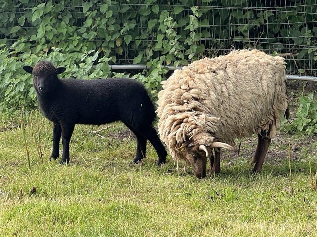 Preview of the first image of Manx Ewe, with Lamb at foot.