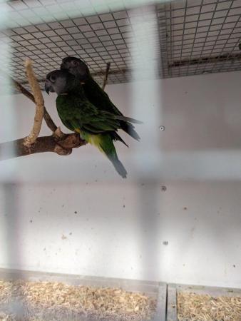 Image 5 of 10 month Senegal parrot for sale
