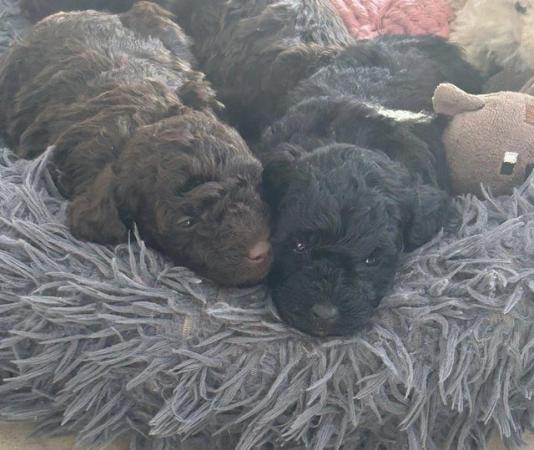 Image 12 of Toy poodle puppies for sale
