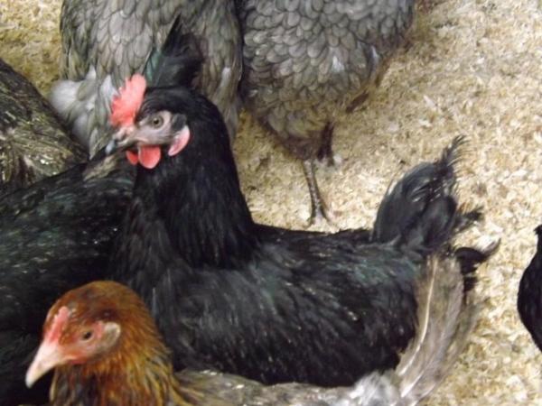 Image 3 of For Sale Blackrock Pullets/Hens