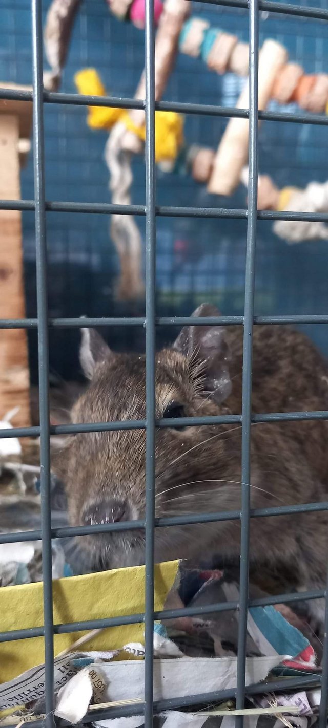 Preview of the first image of Loving male degu for sale.