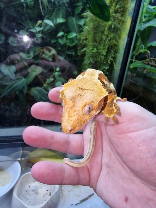 Preview of the first image of Red base lillywhite male crested gecko.