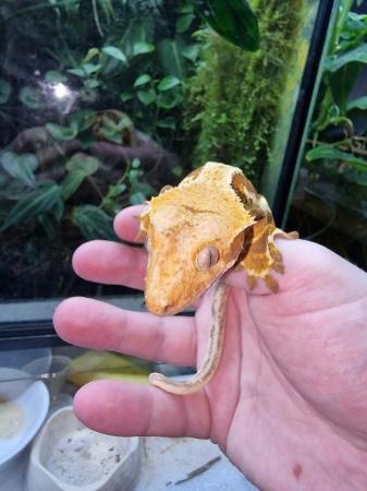 Image 1 of Red base lillywhite male crested gecko