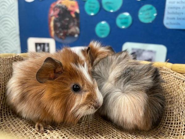 Image 6 of Pure Abyssinian Guinea Pig Pups For Rehoming