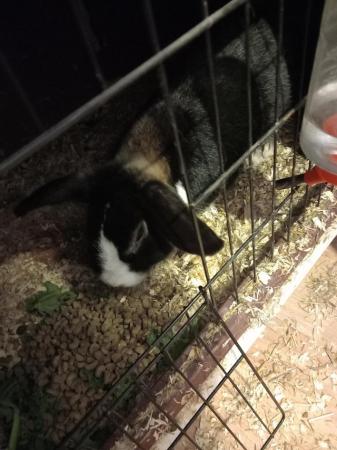 Image 1 of 2 9 month old rabbits for sale with hutch