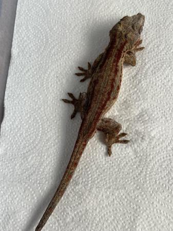 Image 5 of Gargoyle geckos 5 to 8 months old