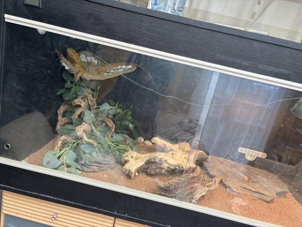 Image 5 of Bearded dragon and set up