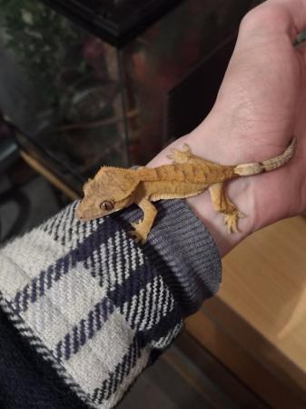 Image 1 of Crested Gecko for sale to good home