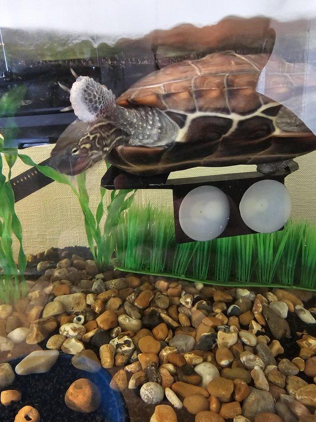 Preview of the first image of 3 year old female reeves' turtle with tank etc.