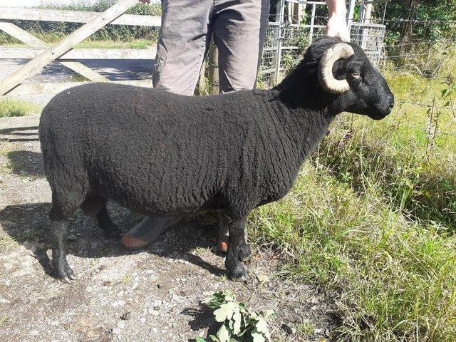 Preview of the first image of Black Welsh Mountain pedigree ram.