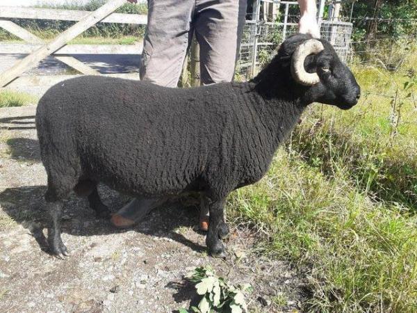 Image 1 of Black Welsh Mountain pedigree ram