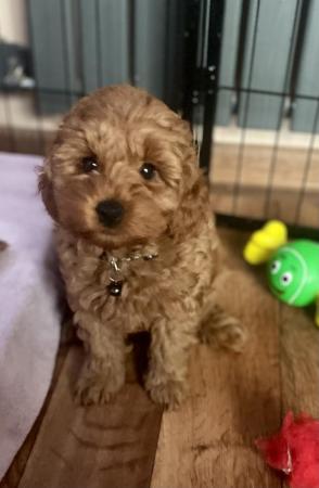 Image 1 of Only last boy Ready Now Beautiful small Cockapoo,