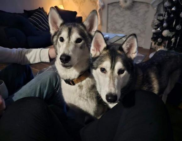 Image 3 of Storm and Chase the Siberian Huskies