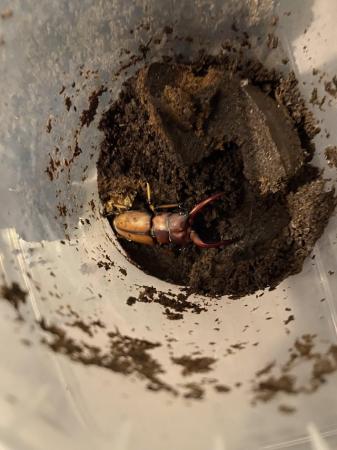 Image 5 of Prosopocoilus astacoides stag beetle male