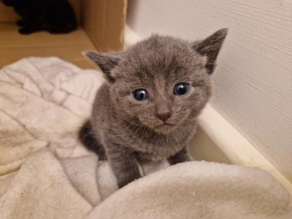 Image 19 of Russian blue Cross kittens