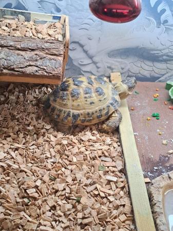 Image 2 of Tortoises and vivarium for sale