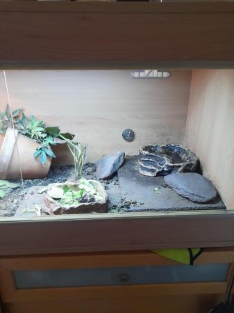 Image 6 of 3 year old herrmans tortoise with complete set up