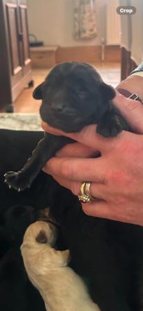 Image 5 of 1 week old Black Labrador Retriever puppies