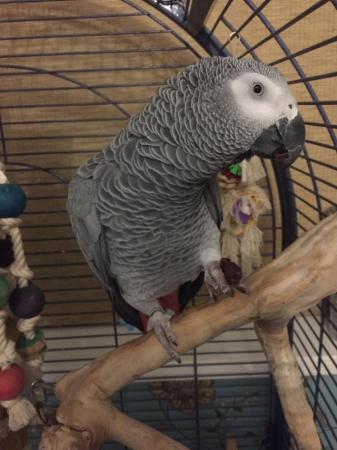 Image 5 of Male African Grey (8yrs) old