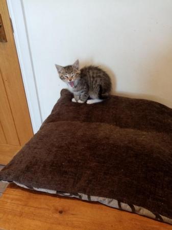 Image 7 of 1 lonely loving tabby boy kitten looking for a loving home