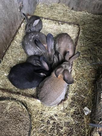 Image 5 of Flemish Giant Rabbits for sale.