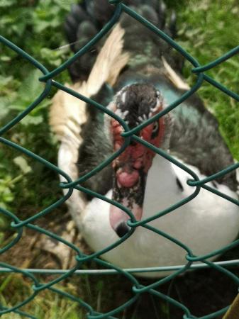 Image 5 of Muscovy drakes to good homes only