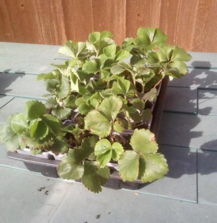 Image 2 of 4 x Strawberry plants £5, 8 plants £9 or 2 plants £3