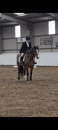 Image 2 of Reduced need quick sale 14.2hh 15yr old Irish x bay mare