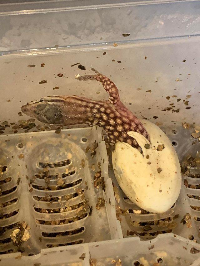 Preview of the first image of Baby Dwarf Ackie Monitors (Varanus acanthurus).